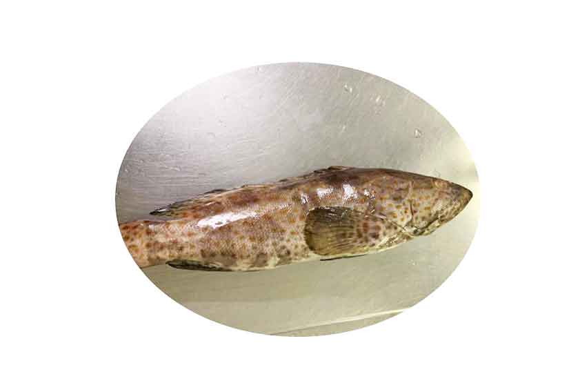 Flower Grouper Fish Fresh Whole Fish 500600g