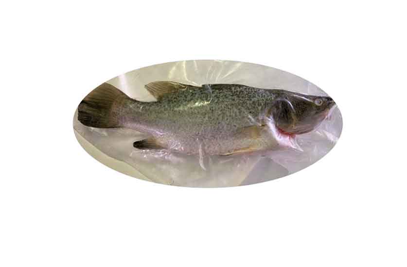 Asian Sea Bass Fish Fresh Whole Fish 500 600g