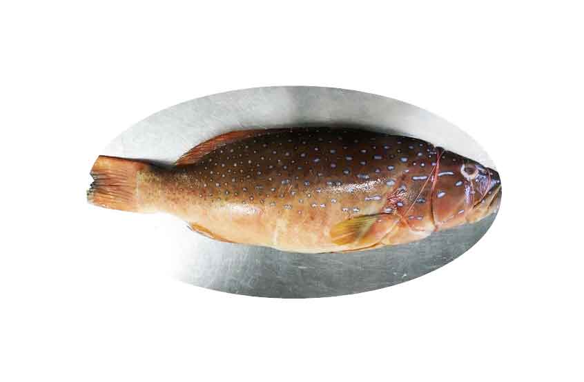 Red Grouper Fish Fresh Whole Fish 500600g